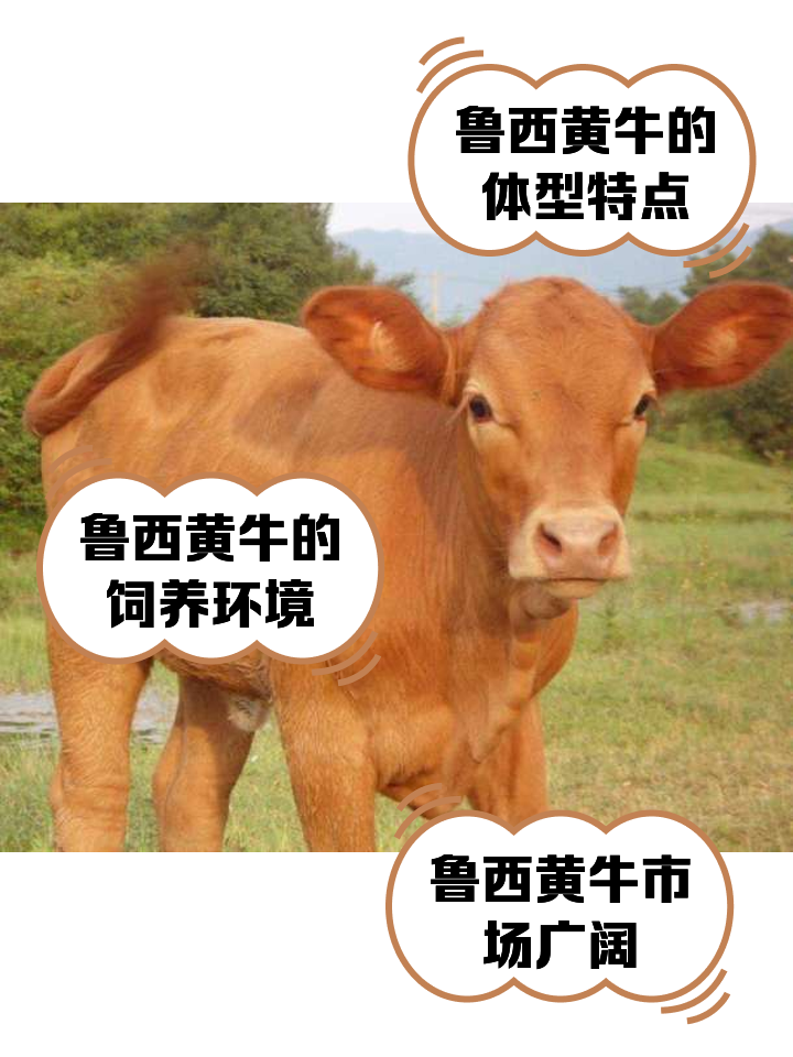 邹平最新医保取现黄牛方法分析(最方便真实的邹平医保取现黄牛怎么取方法)